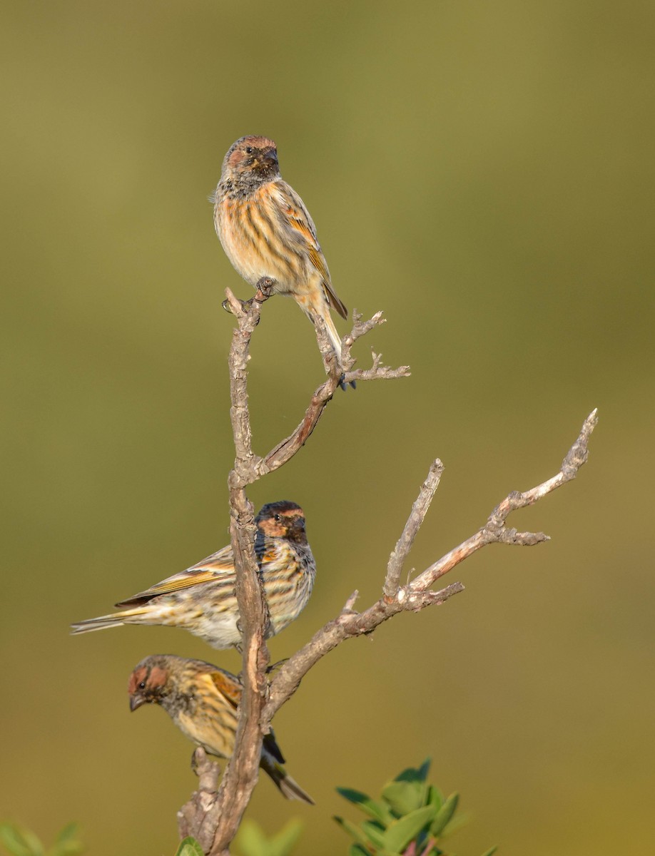 Fire-fronted Serin - ML503703091