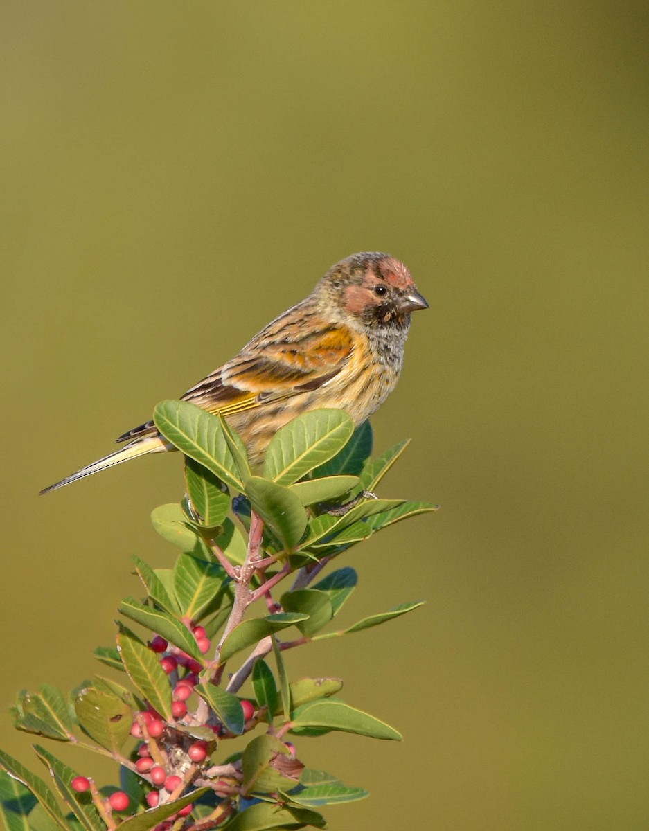 Fire-fronted Serin - Christos Christodoulou
