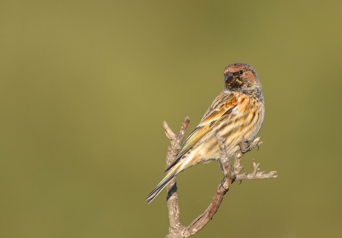 Fire-fronted Serin - ML503703111