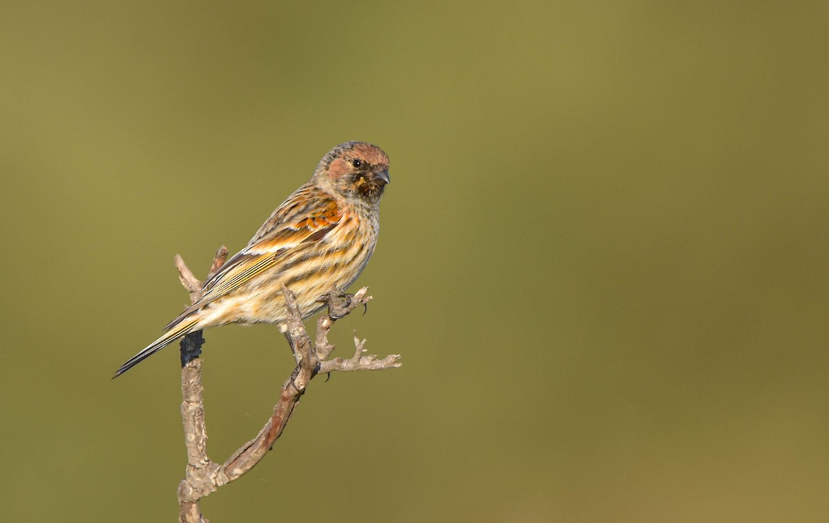 Fire-fronted Serin - ML503703121