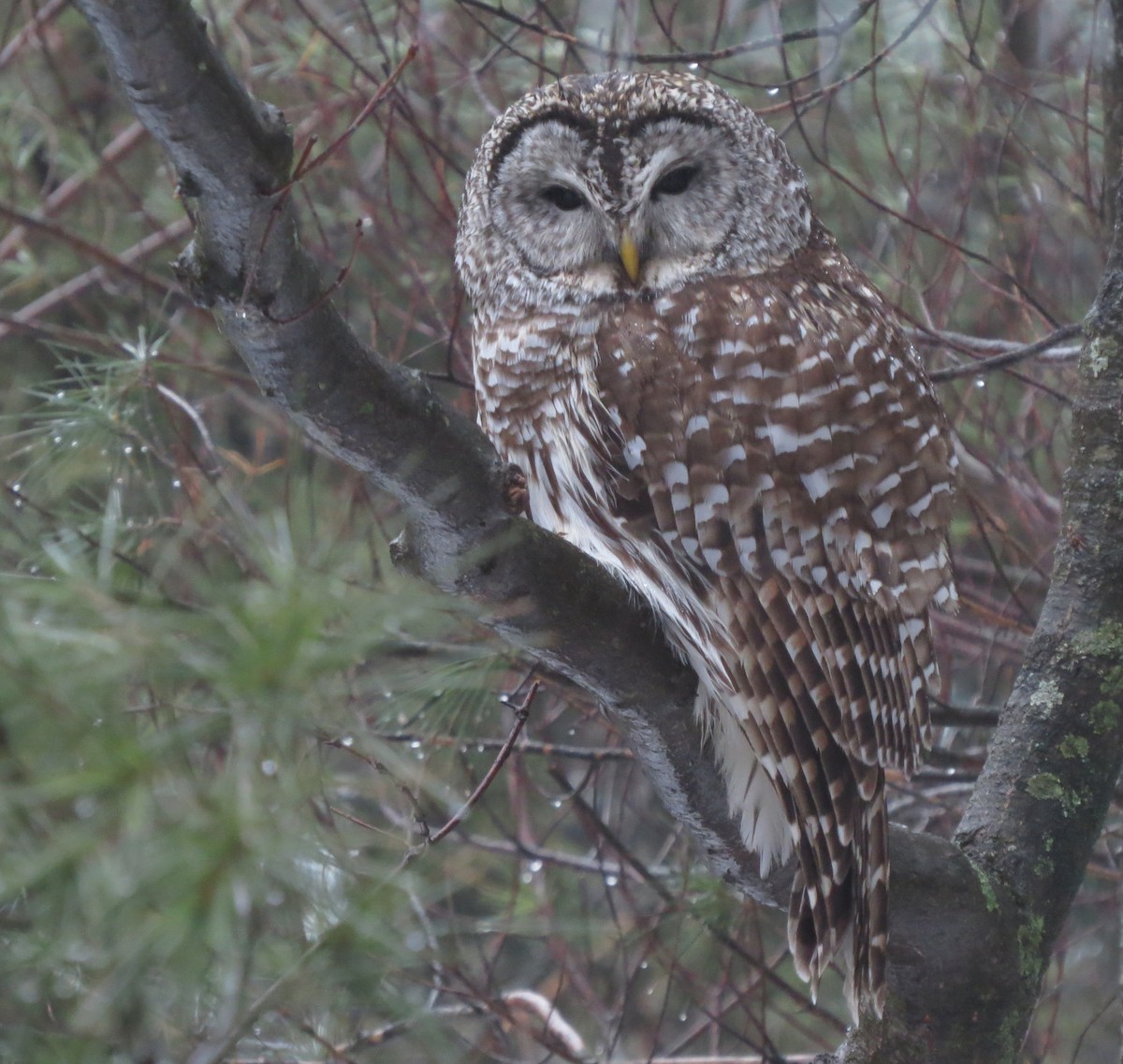 Barred Owl - Amy Lawes