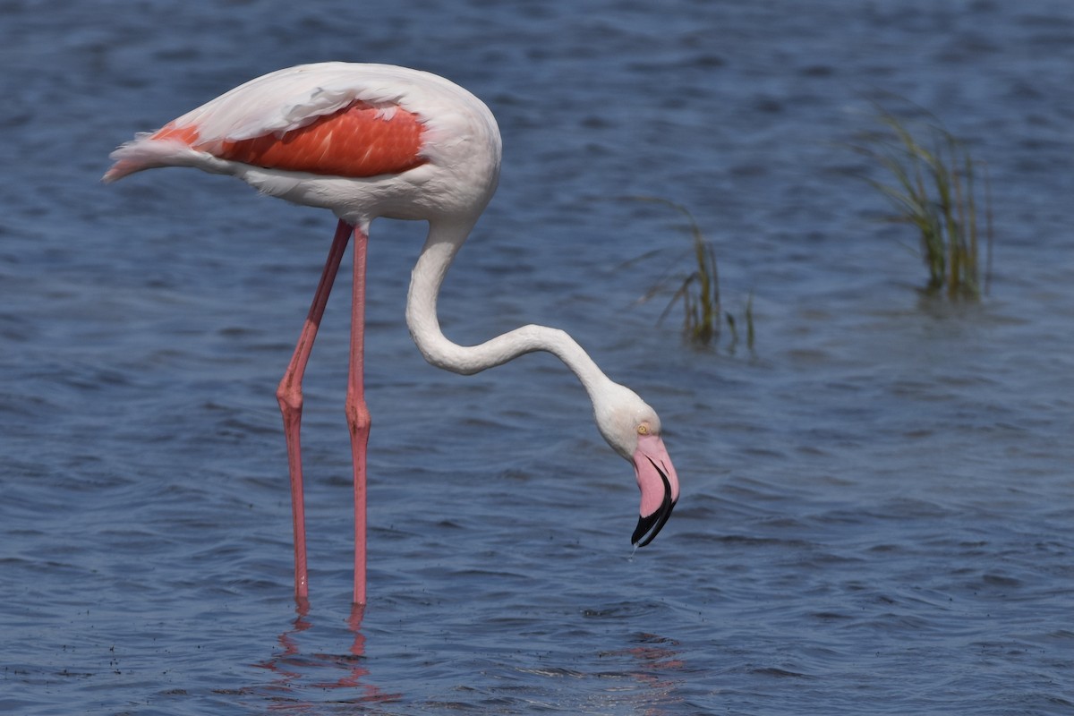 Greater Flamingo - ML503707711