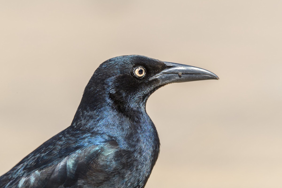 Great-tailed Grackle - ML503711391