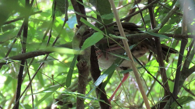 Short-tailed Antthrush - ML503721691