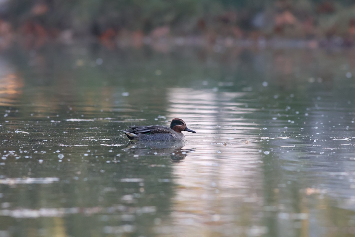 Green-winged Teal - ML503722631