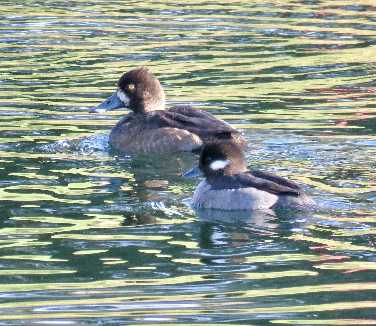 Greater Scaup - ML503730141