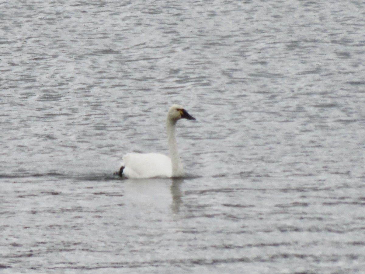 Tundra Swan (Whistling) - ML503737861