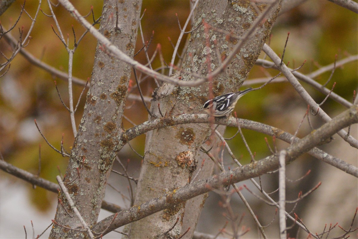 Black-and-white Warbler - ML503742831