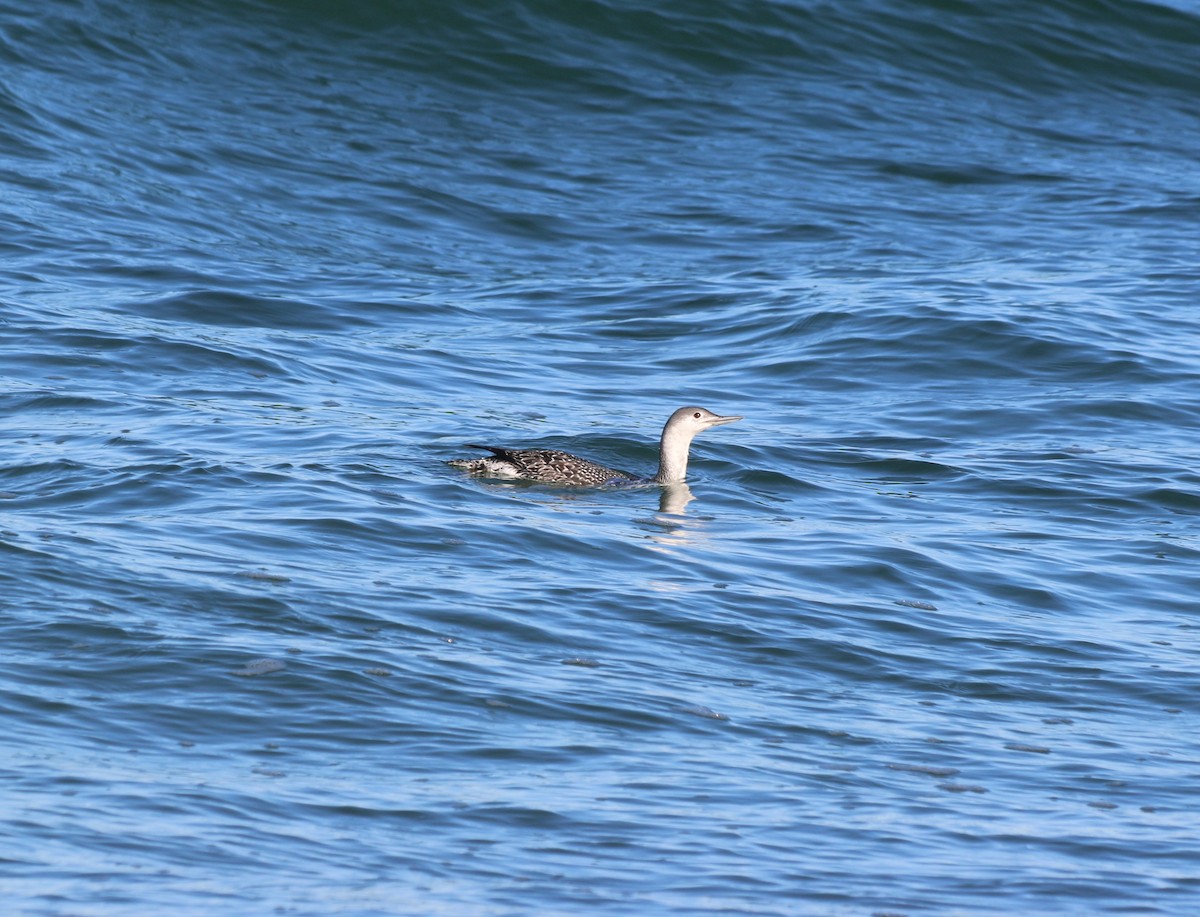 Red-throated Loon - ML503744861