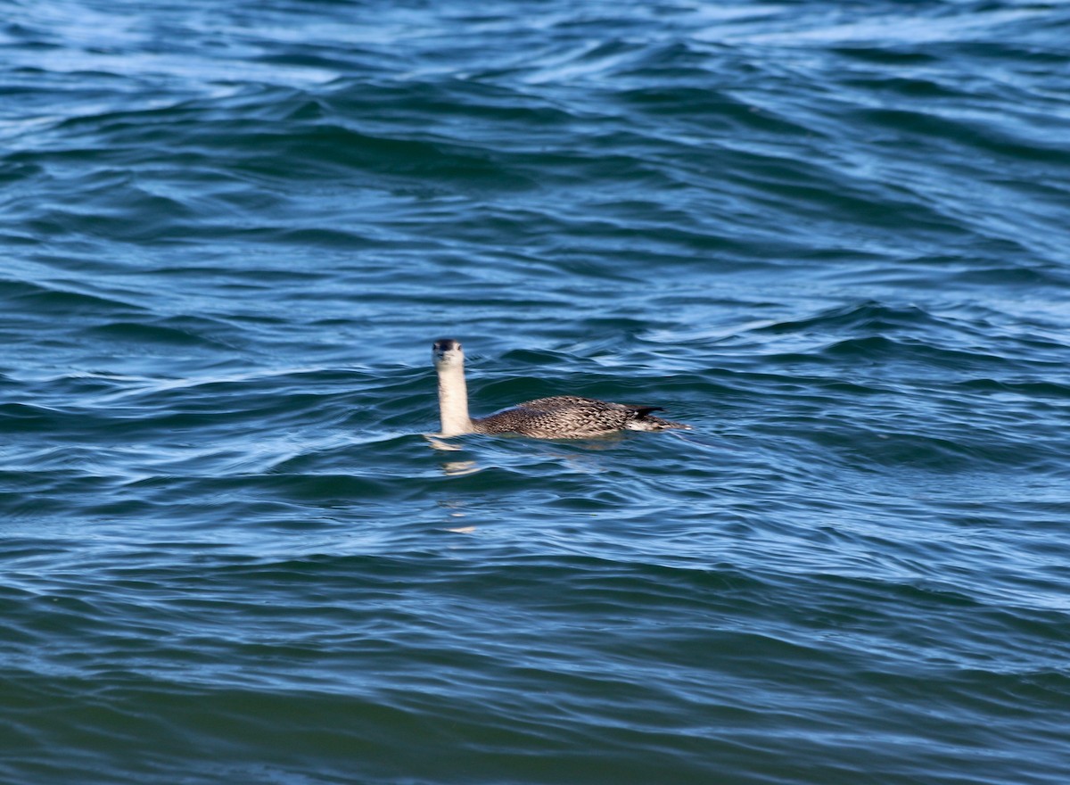 Red-throated Loon - ML503744901
