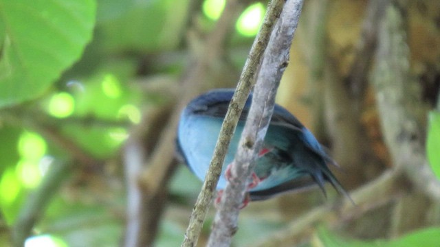Swallow-tailed Manakin - ML503746961