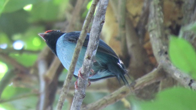 Swallow-tailed Manakin - ML503746971