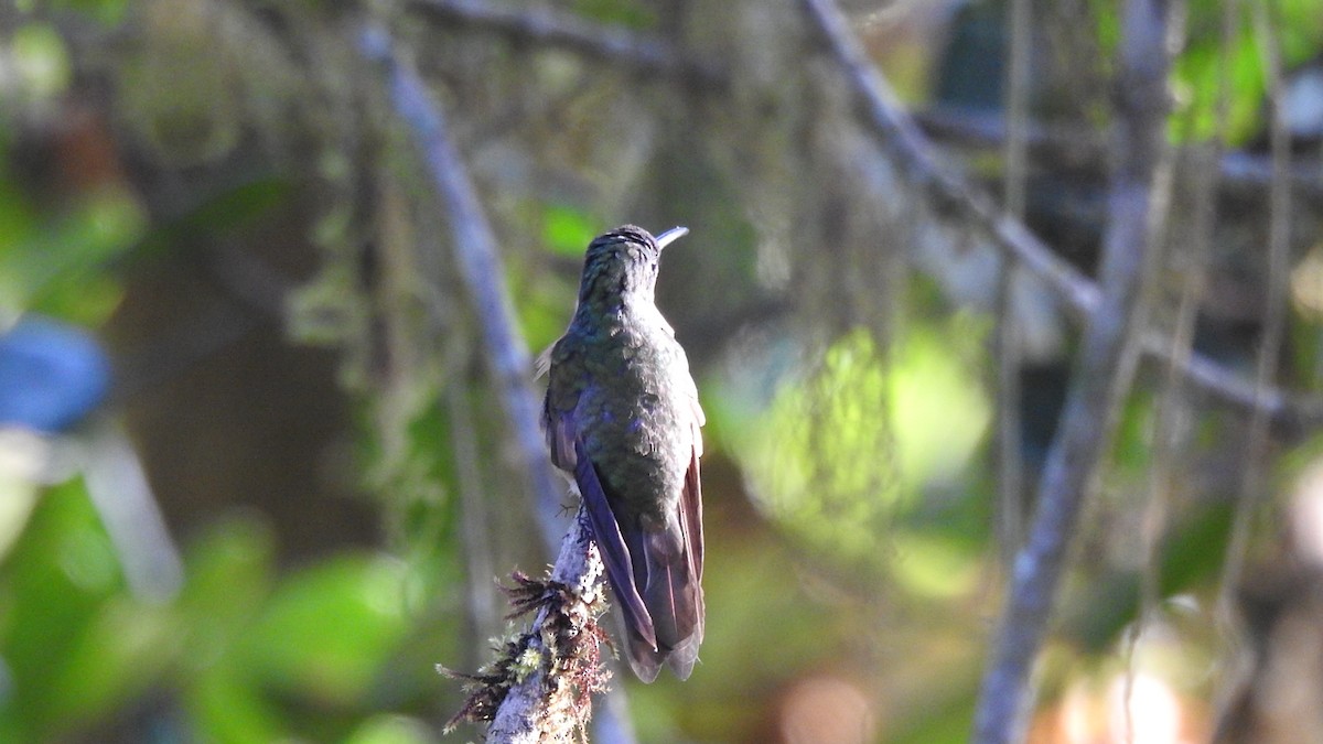 Rufous-tailed Hummingbird - ML503748921
