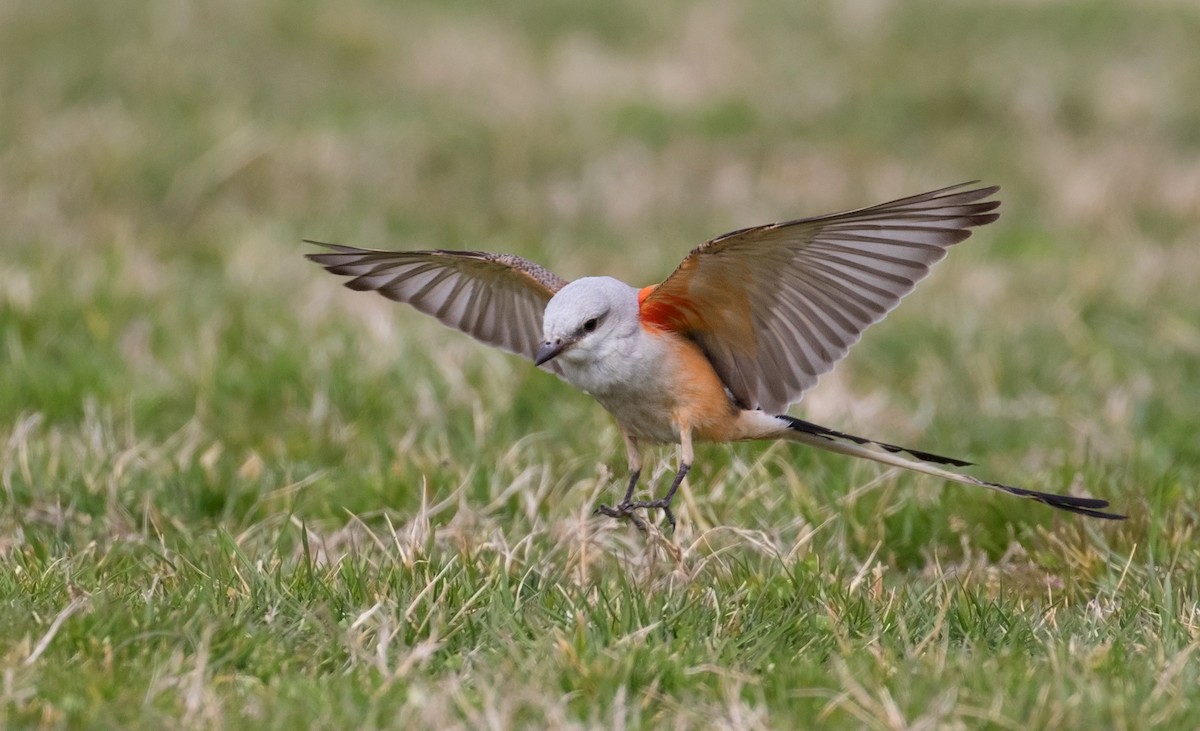 Scissor-tailed Flycatcher - Mark R Johnson