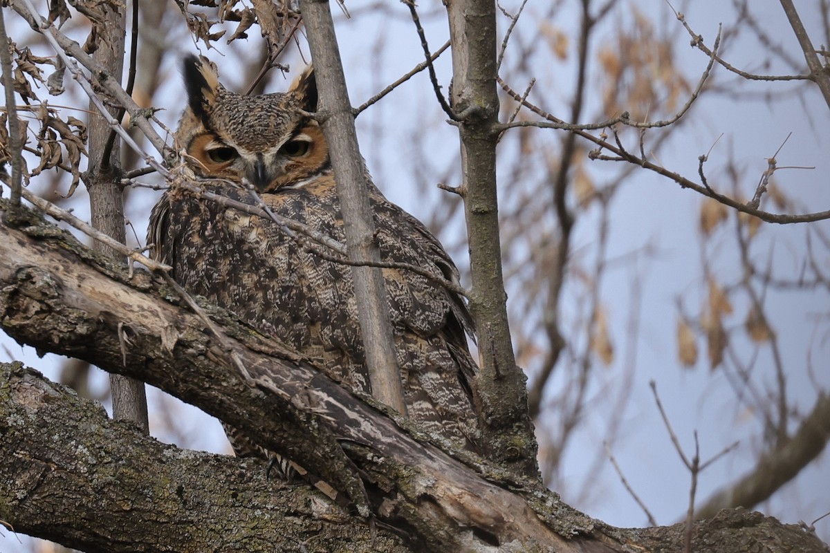 Great Horned Owl - ML503751551