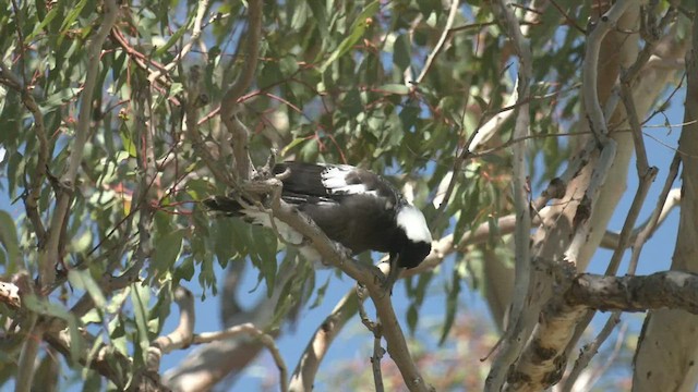 Australian Magpie (Western) - ML503755861