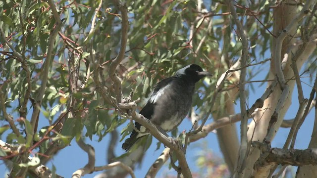 Australian Magpie (Western) - ML503756191