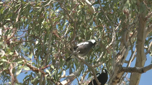 Australian Magpie (Western) - ML503756221