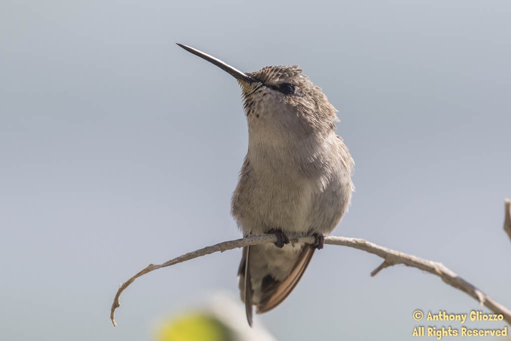 Costa's Hummingbird - Anthony Gliozzo