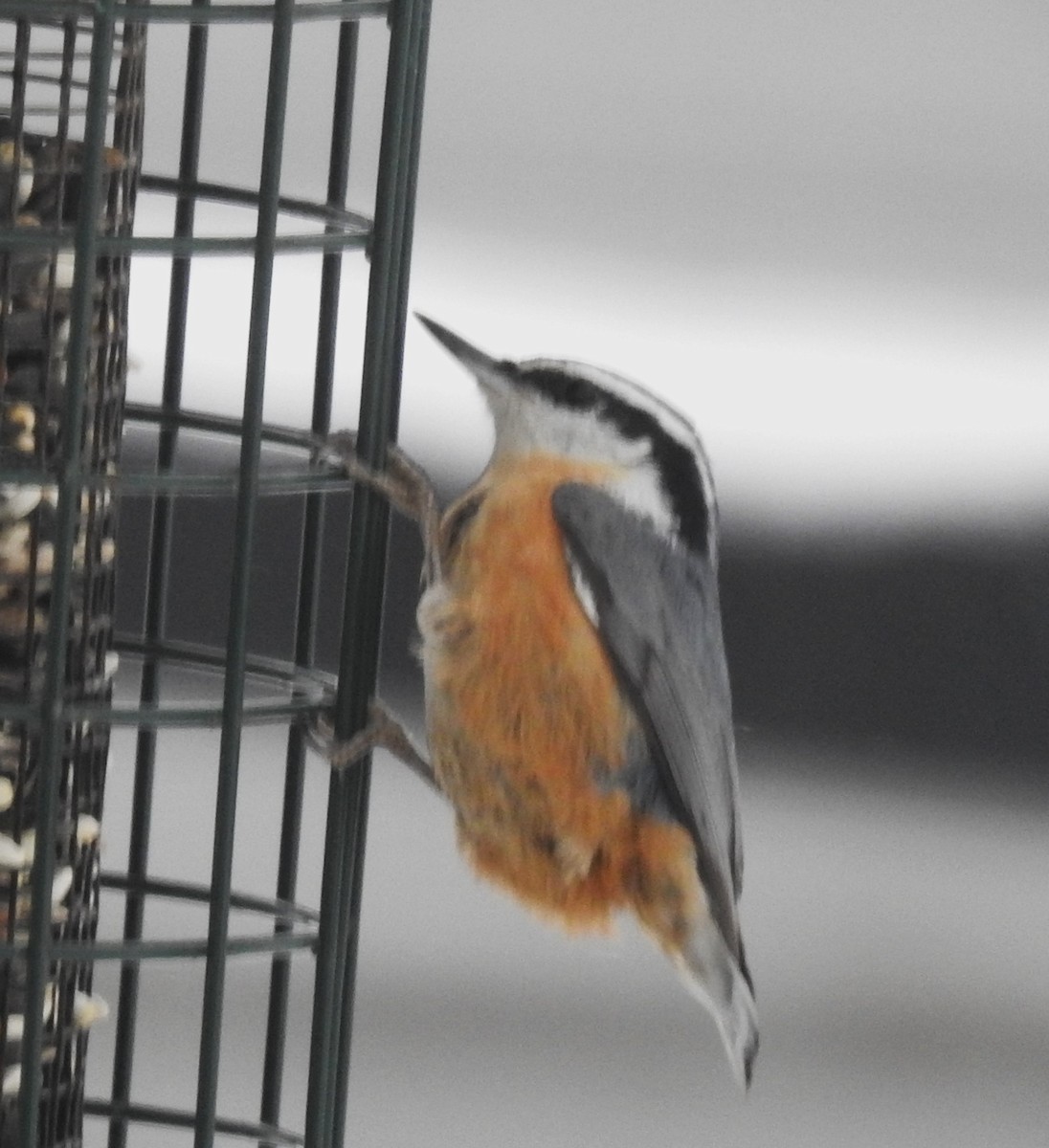Red-breasted Nuthatch - ML503759461