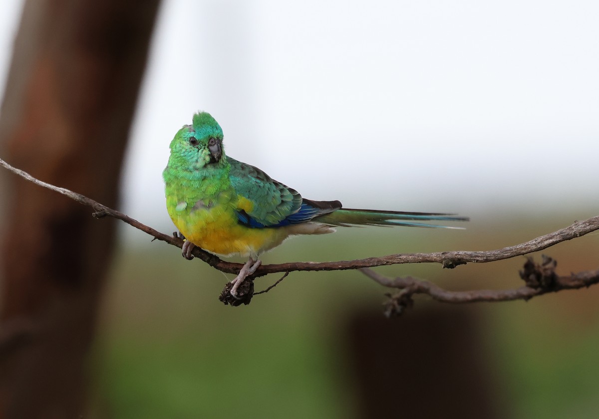 Red-rumped Parrot - Andy Gee