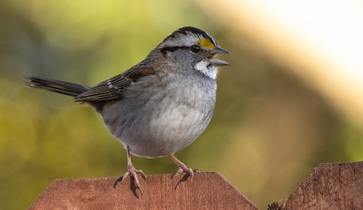 White-throated Sparrow - Liam Huber