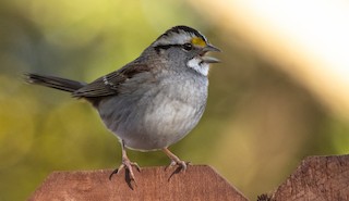 White-throated Sparrow