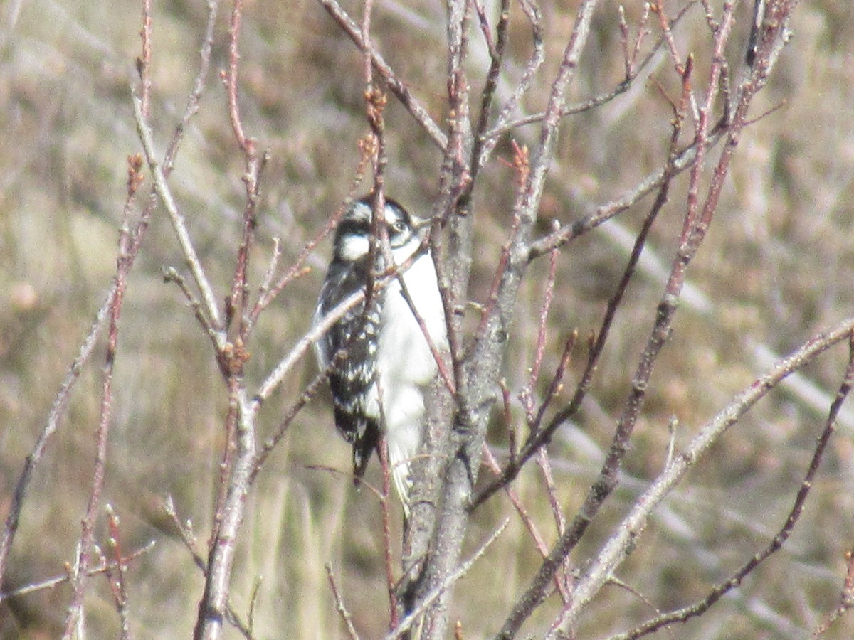 eBird Checklist 12 Nov 2022 Lair O' the Bear Park 16 species