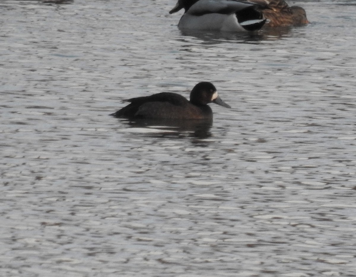 Greater Scaup - ML503767811