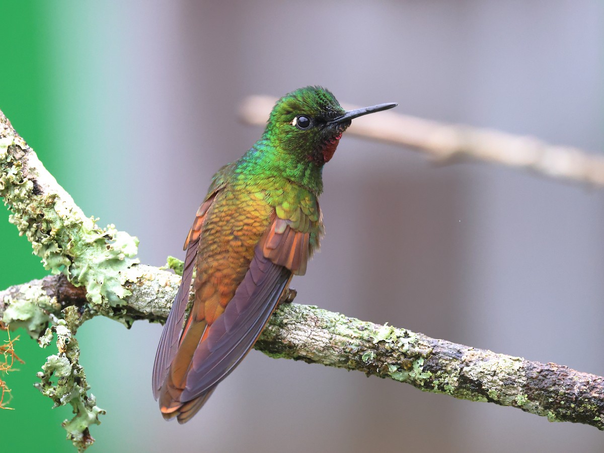 kolibřík brazilský - ML503771941