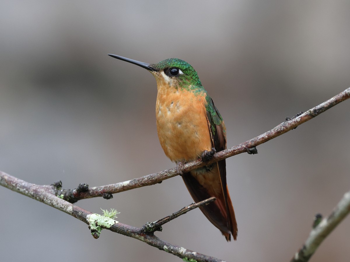 kolibřík brazilský - ML503771951