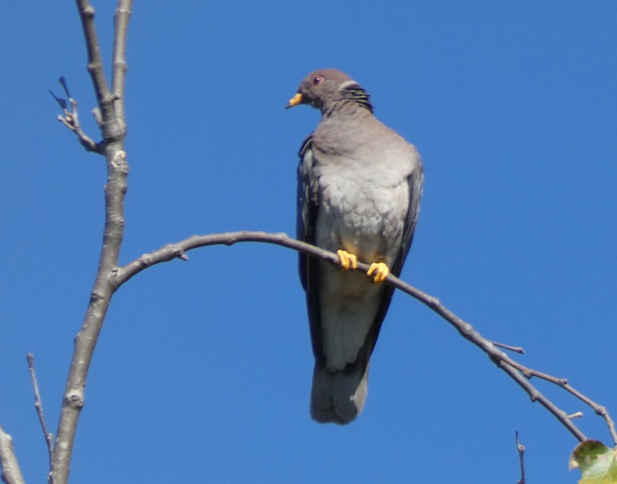 Band-tailed Pigeon - Libby Patten