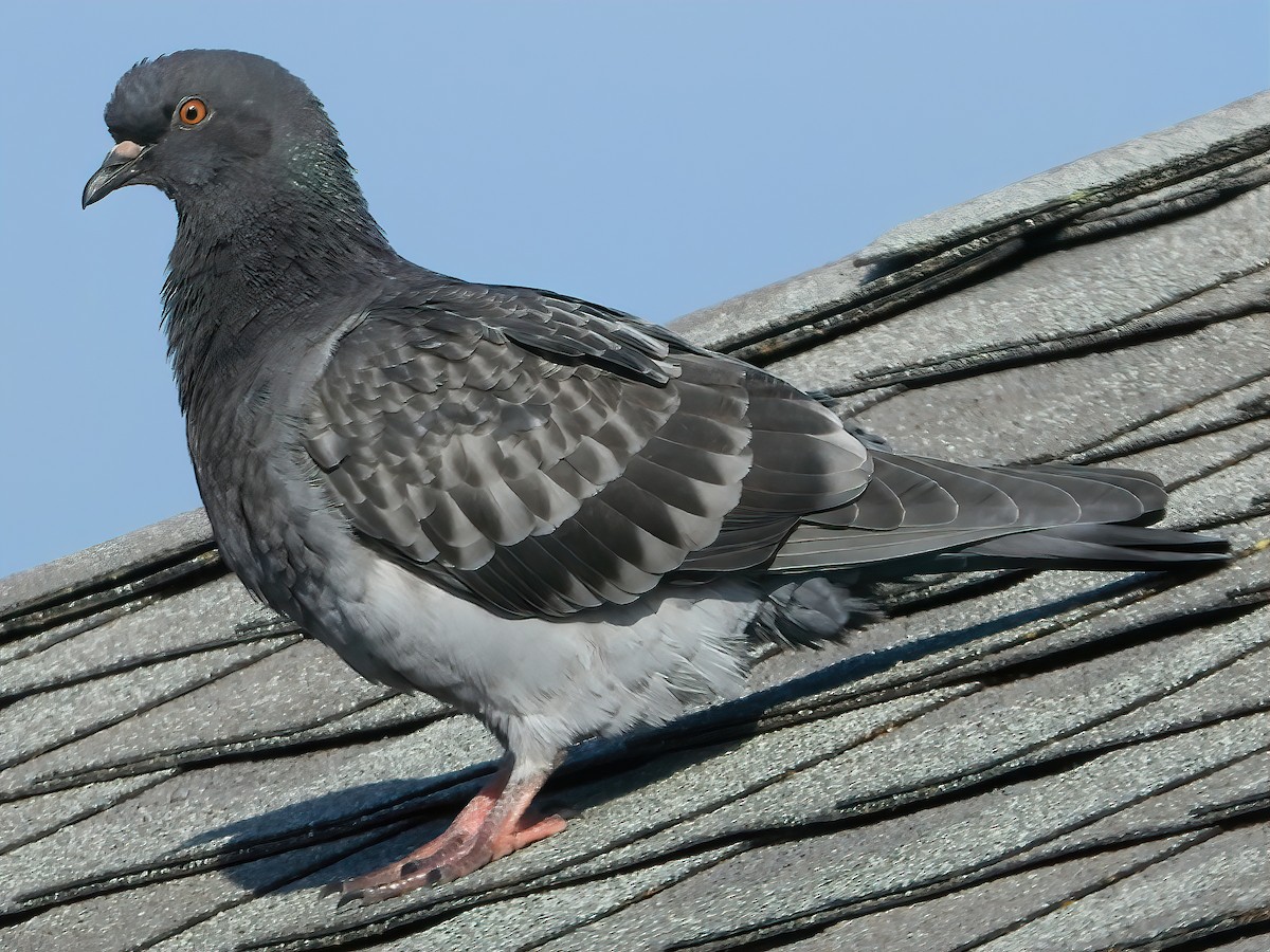 Rock Pigeon (Feral Pigeon) - ML503774561