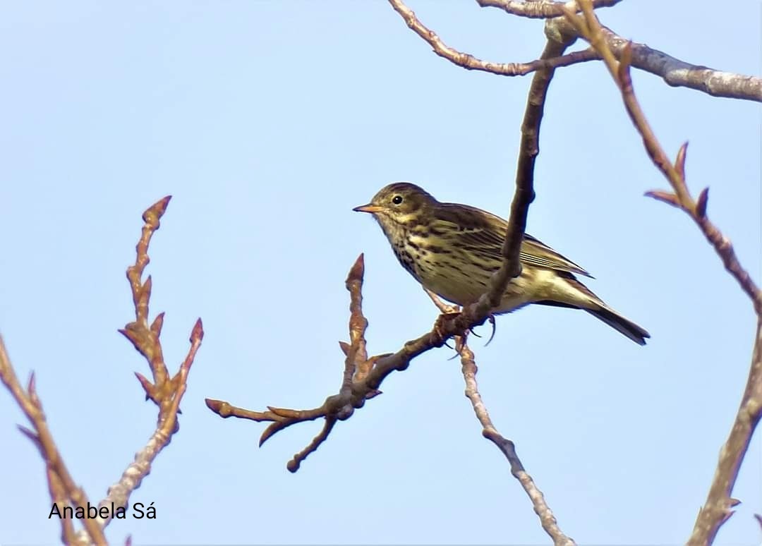 Meadow Pipit - ML503787021