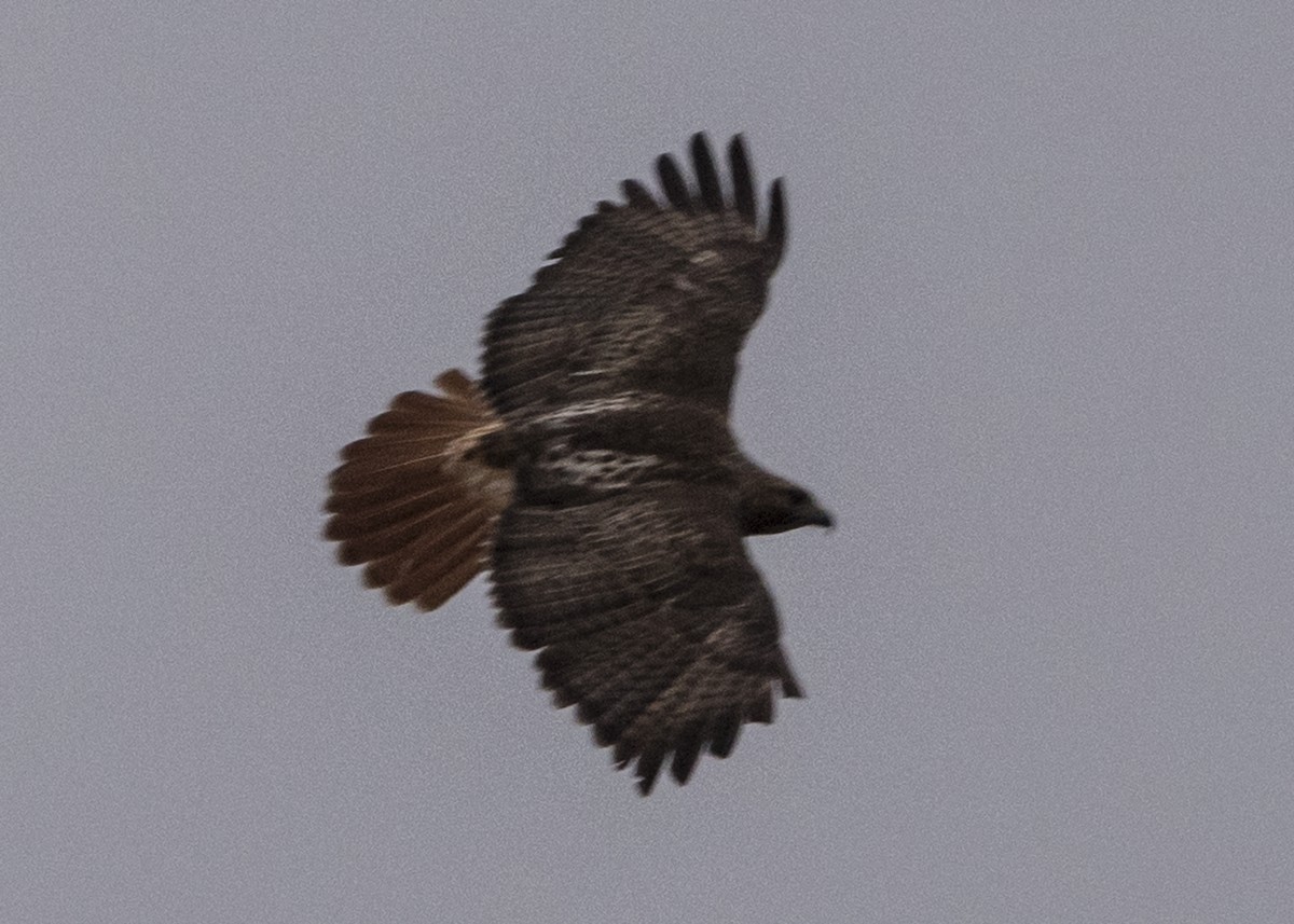 Red-tailed Hawk - ML50379141