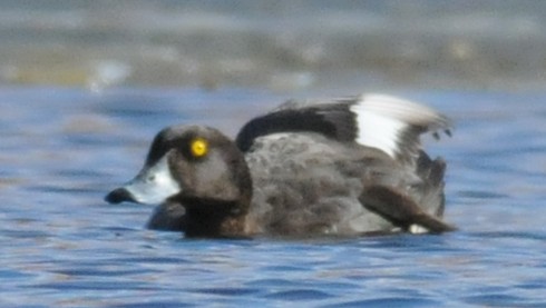 Tufted Duck - ML50379571