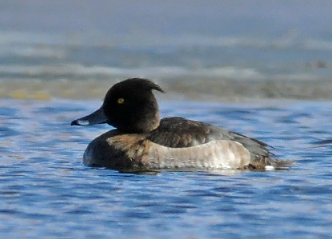 Tufted Duck - ML50379581