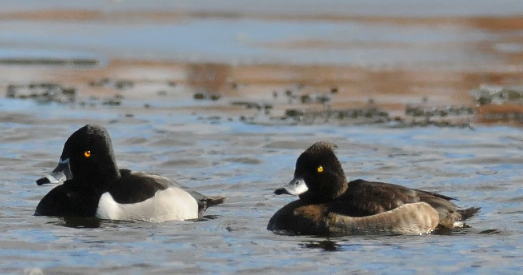 Tufted Duck - ML50379591