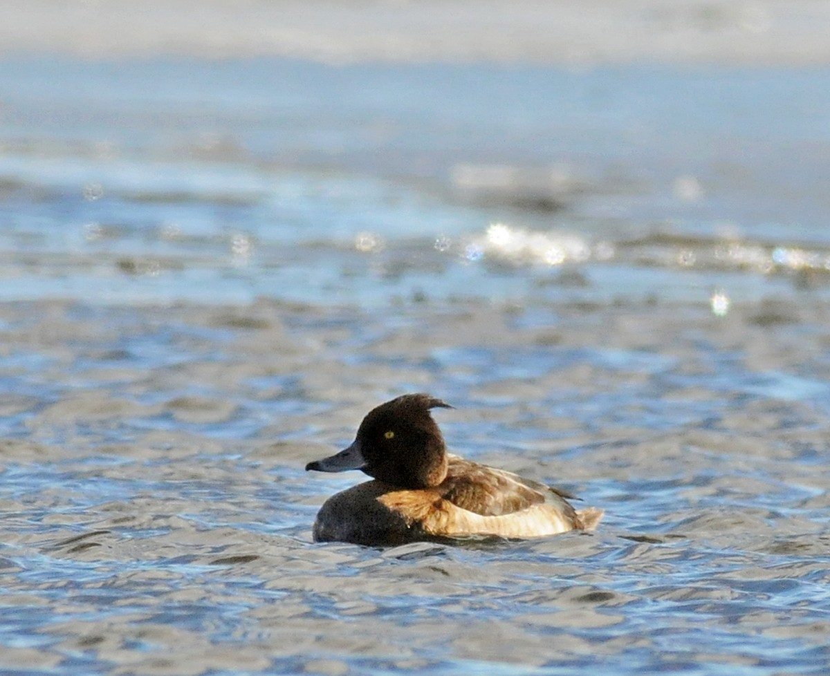 Tufted Duck - ML50379601