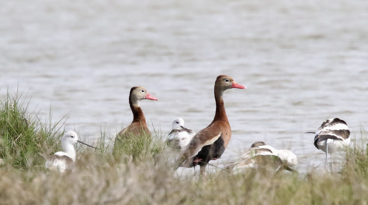 Black-bellied Whistling-Duck - Dave Bengston