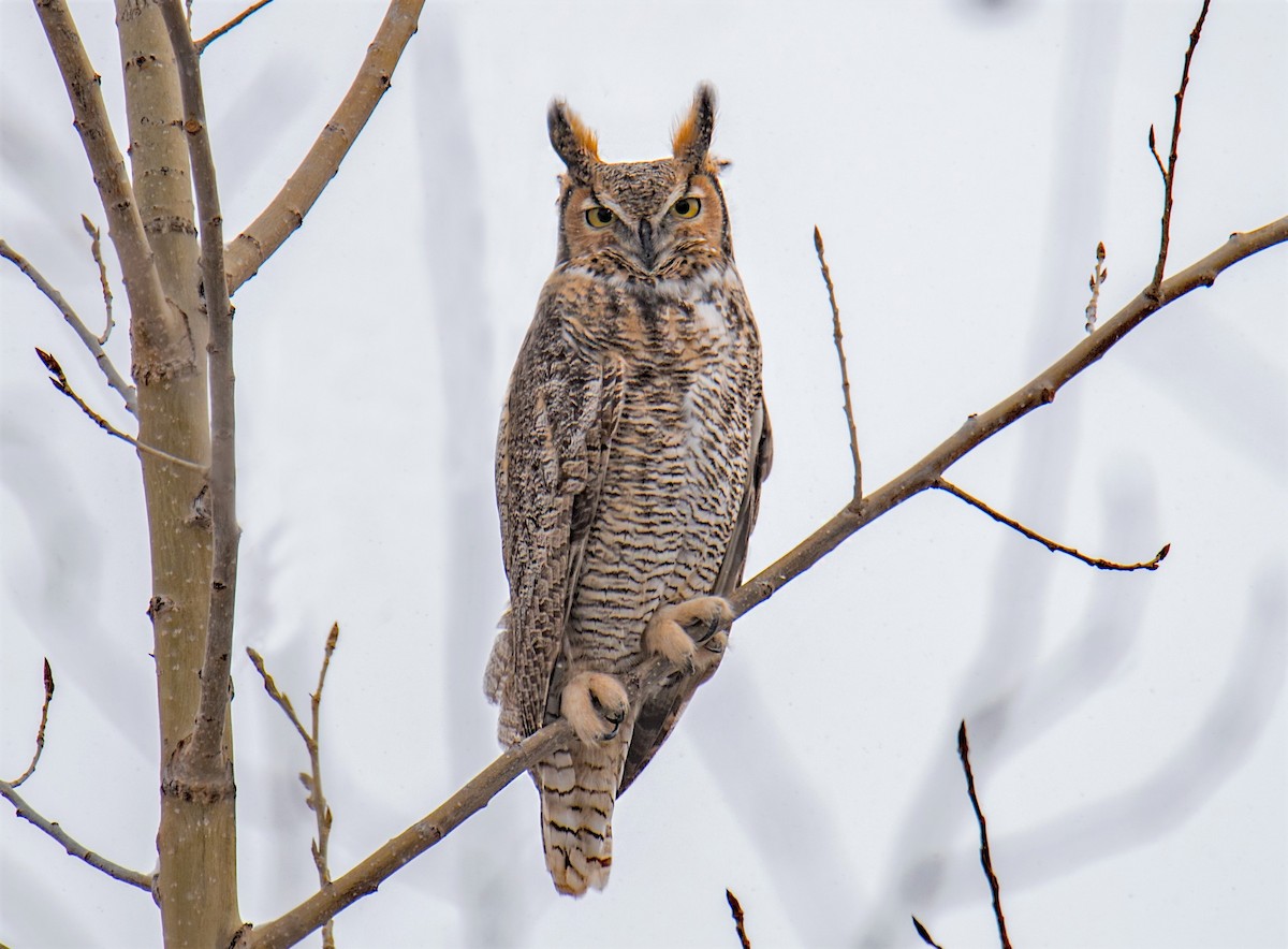Great Horned Owl - ML503801751