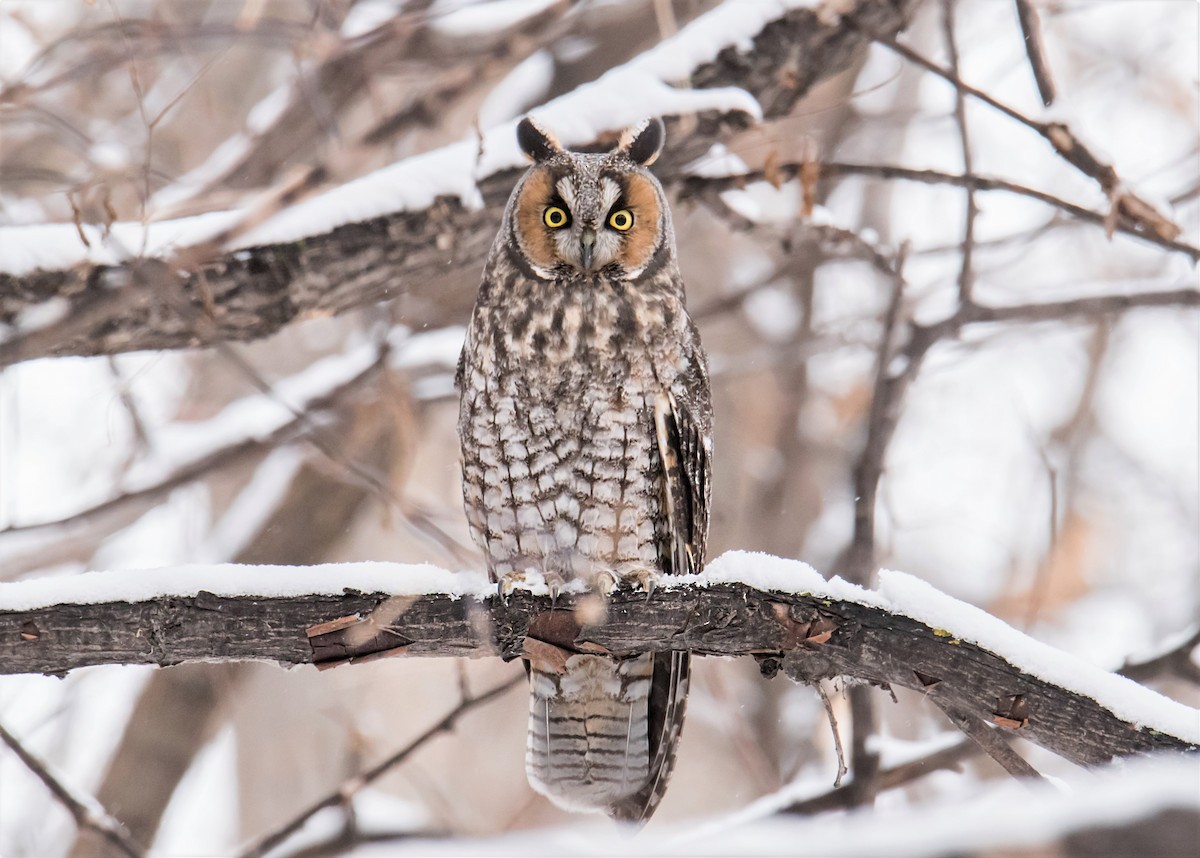 Long-eared Owl - ML503801781