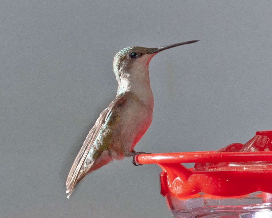 Ruby-throated Hummingbird - ML503806511