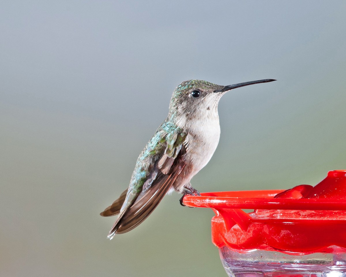 Ruby-throated Hummingbird - ML503806521