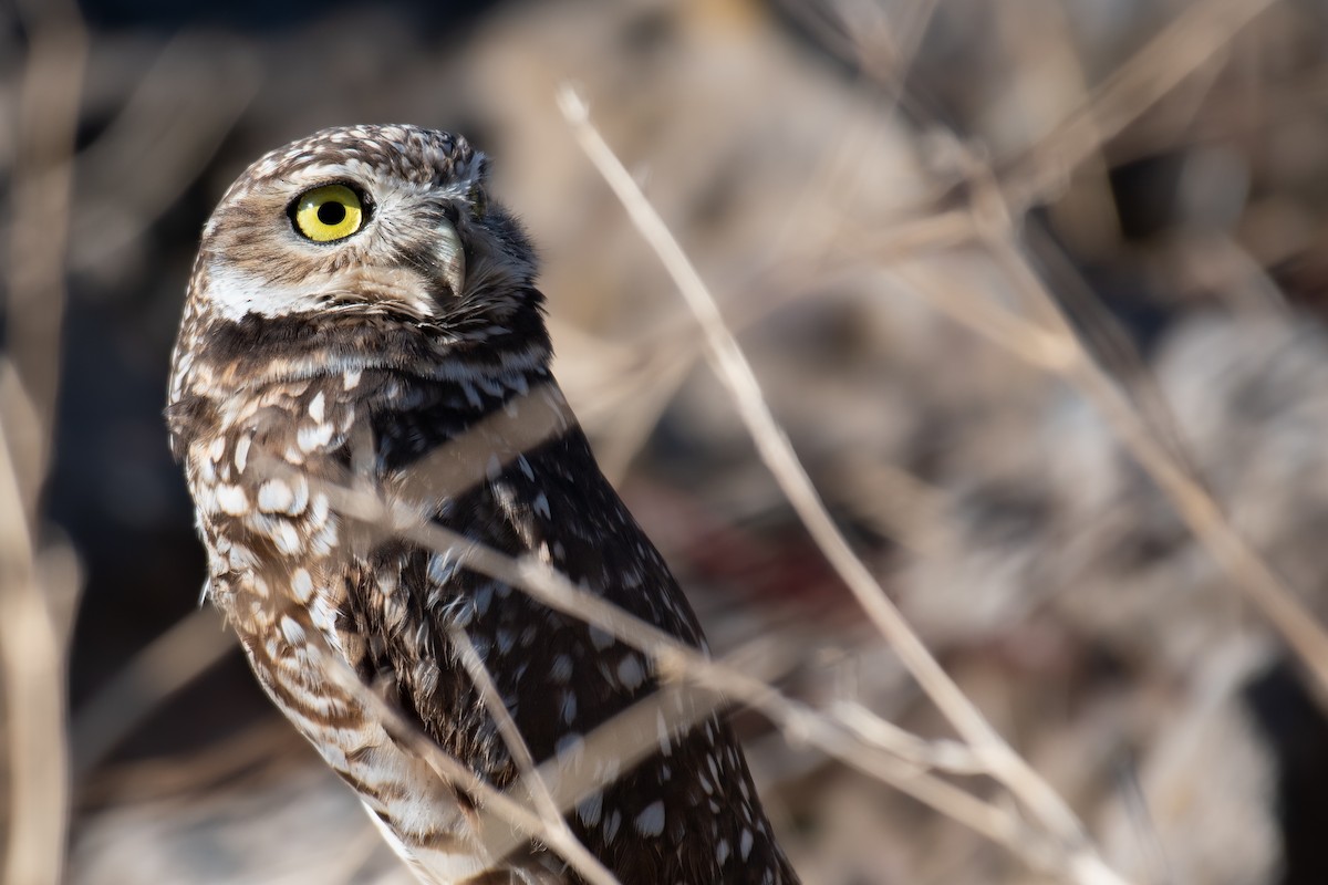 Ebird Checklist Nov Flood Rd At N Waverly Rd Species