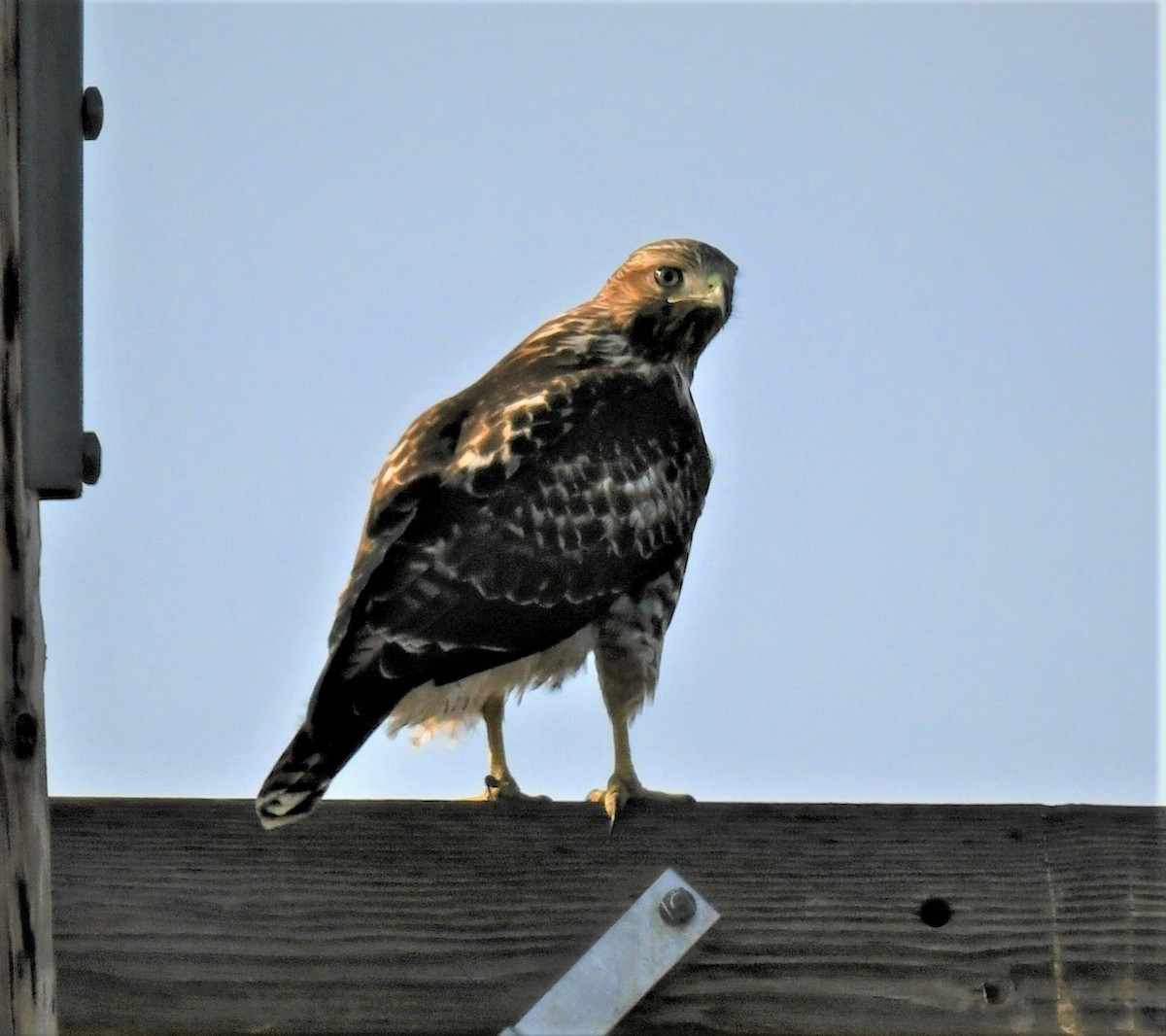 Red-tailed Hawk - ML503809701