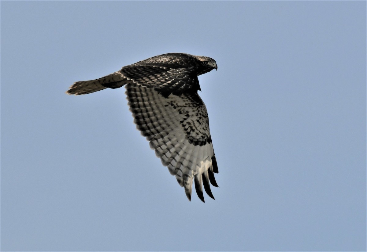 Red-tailed Hawk - ML503809811