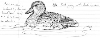 Blue-winged Teal, ML503810341