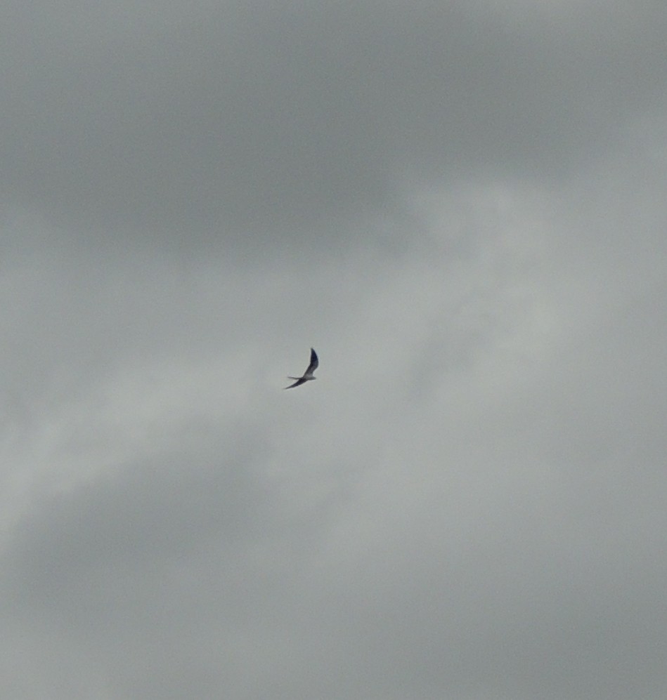 Swallow-tailed Kite - Jay Huner
