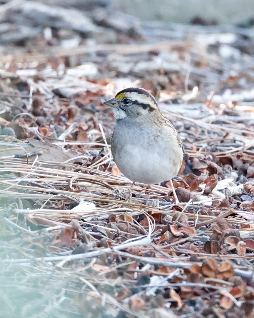 White-throated Sparrow - ML503815531